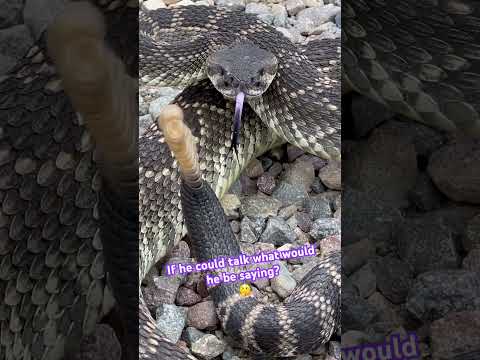 Rattlesnakes 🐍 A SOUND you’ll never forget (volume up)