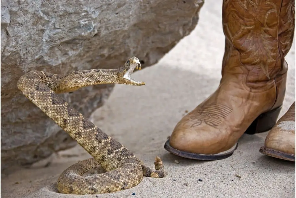 Yes, rattlesnake can bite through cowboy boots. Cowboy boots won’t prevent the fangs of an adult rattlesnake, but cowboy boots will give you a chance. With a bite force of more than 150 psi, a rattlesnake can bite through traditional cowboy boots. The reason cowboy boots are born is to prevent bites from dangerous animals such as snakes, scorpions, etc. But they cannot prevent all animals. Rattlesnakes, for example, can bite through cowboy boots. However, cowboy boots can make the rattlesnake bite not too deep, preventing a large amount of its venom, thus giving you a chance to survive. The position that is often bitten by rattlesnake is the vamp and shaft of cowboy boots. If you are bitten at the shaft, there’s a good chance the fangs won’t be able to bite through, because that’s where there’s another layer of jeans and a layer of socks. But if cowboy boots are bitten by a rattlesnake at a vamp, the chance is they will bite through. The top of the foot of cowboy boots is thinner and softer than other positions so the feet can be comfortable and flexible. That’s why a rattlesnake with a length of 4 feet and 2.5 pounds can bite through this position. Our advice is to wear jeans with thick socks when wearing cowboy boots to work on the farm. This can limit the danger of fangs that can always come unexpectedly. Another thing that cowboy boot fans should be happy about: there are many different types of cowboy boots that are highly capable of preventing rattlesnake bites, such as western work boots. Western work boots are cowboy boots created for American farmers working on farms. They are extremely durable, stiff and often waterproof. Western work boots also often have steel toe and steel shank, making sure the rattlesnake cannot damage your toes and soles. However, keep in mind that, if a rattlesnake bites at the boot vamp, it can still bite through. Some other cowboy boots have similar characteristics, such as Ariat rambler or Ariat workhog boots…