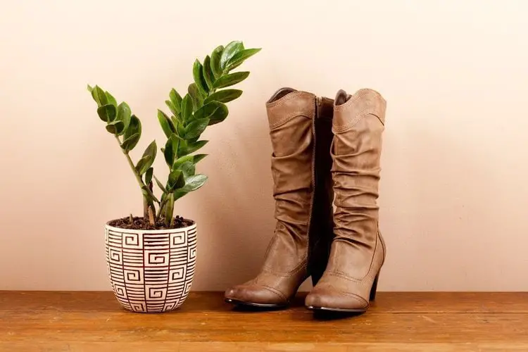 cowboy boots and trees