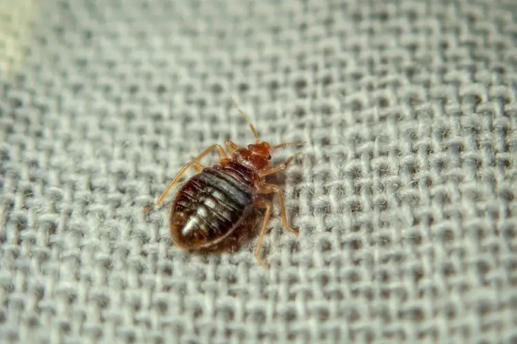 a bed bug