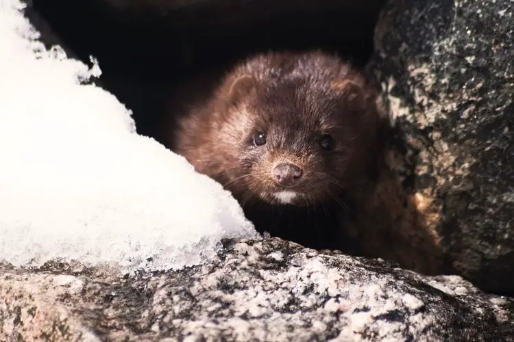 Mink