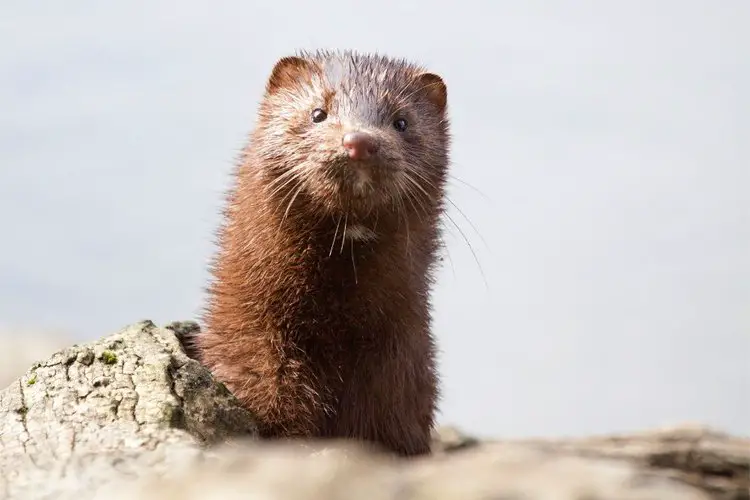 a cute little mink