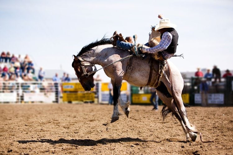 Cowboy riding a horse in rodeo