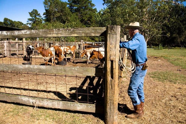 a Texan rancher wearing cowboy boots and hat is looking at the stable