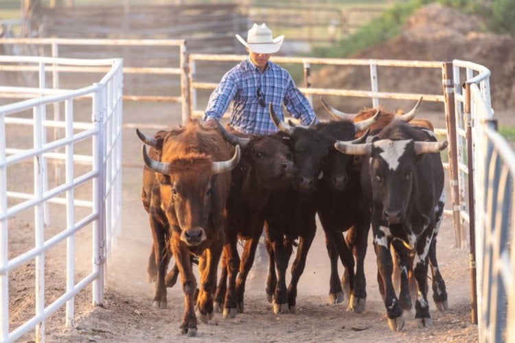 ranchers herd the cattle