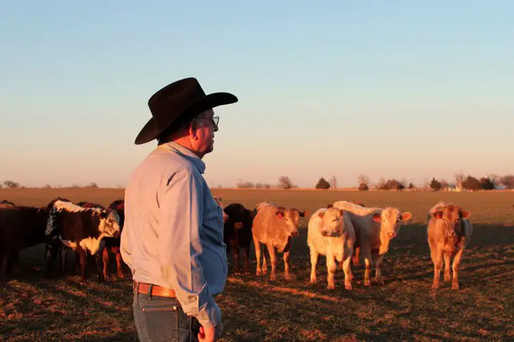 a rancher with cowboy hat looks at the cattle on the ranch