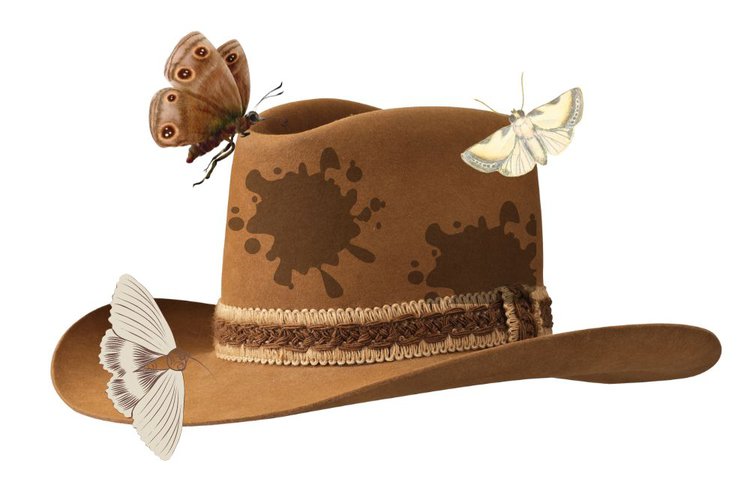 moths on wet felt cowboy hat