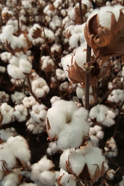 cotton flower